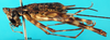 CollectionObject 1501033; 0119a9a7-1f51-4c87-ab04-6029f6a6eb6e: male, lateral view (lectotype). (CollectionObject).