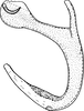 Aedeagus, lateral view: Aedeagus, lateral view. (Observation).