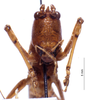 CollectionObject 1522117; 1557e75a-2092-4dae-8b0a-3cd7fb0b640b: female frons (holotype). (CollectionObject).