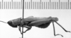 CollectionObject 1530564; d6ddcdfb-7bf9-418c-b12d-a4999873c48f: Image Carbonell, C.S. male, lateral view (syntype). (CollectionObject).