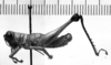 CollectionObject 1543633; 1f869dca-e109-4e68-80e4-584d1ee844c8: Image Carbonell, C.S. male, lateral view (lectotype). (CollectionObject).