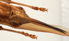 CollectionObject 1534701; c3c8ec24-4a59-4979-ab10-8bb222ed7175: female ovipositor (syntype of Mataeus longipennis). (CollectionObject).