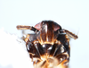 Head: !! display not done !! on Pissonotus marginatus Van Duzee, 1897: (Observation).