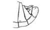 Aucacris eumera Hebard, 1929: Fig. 11. male, genital segment, lateral view. (Otu).
