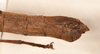 CollectionObject 1557574; 242ab01e-8269-42d4-896a-9541a67500c1: copyright OUMNH. female: end of abdomen, lateral view Necroscia sangarius (lectotype). (CollectionObject).