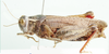Plegmapterus splendens Dirsh, 1956: female, lateral view. (Otu).