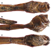 CollectionObject 1598032; 4a4960ca-3f20-4cc9-b95e-91b992c5bbce: copyright THNHM. male, end of abdomen (holotype). (CollectionObject).