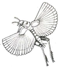 Pl. IX, Fig. 2c. with espanded wings. Depicts Xya variegata (Latreille, 1809), an Otu.