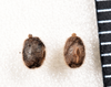Parapodacanthus ailaketoae Brock & Monteith, 2018: copyright Paul D. Brock. Eggs. (Otu).
