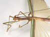 CollectionObject 1557515; 9dad141f-cbd9-4264-bbec-c99cd2c03221: copyright Natural History Museum, London. female: head and thorax, lateral view (syntype). (CollectionObject).