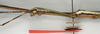 CollectionObject 1563673; NMW 850''', 42de79ad-7957-43cf-a496-fb726927f6af: copyright NMW, Vienna. male: head and thorax, lateral view of Hermarchus biroi (paralectotype). (CollectionObject).