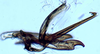 Aedeagus, lateral view: !! display not done !! on Scaphytopius torridus (Ball, 1916): Ohio State U. (Observation).