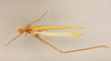 CollectionObject 1517504; 743341c7-ed5b-4eaa-bd6a-bd62ec8864ce: male, dorsal view (holotype). (CollectionObject).