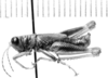 CollectionObject 1524904; 6114750a-6acc-41ef-8e05-5af017e737e2: male, lateral view (holotype). (CollectionObject).