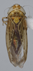 Habitus, dorsal view: (Observation).