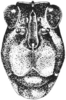 Nomotettix parvus Morse, 1895: Fig. 24. male, head, facial aspect. (Otu).