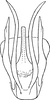 Aedeagus, ventral view: !! display not done !! on Stegelytra alticeps Mulsant & Rey, 1855: Aedeagus, ventral view. (Observation).