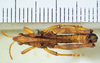 CollectionObject 1498704; 3bf993fa-f4d9-4590-a71f-ebb83badc3be: male, dorsal view. (CollectionObject).