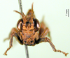 CollectionObject 1502502; 9eb9518c-f002-447a-a4e2-40751e5c8b18: male, frontal view (paratype). (CollectionObject).