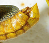 CollectionObject 1498684; 0cde460f-5809-47a8-a2fb-ec2c3fa96705: male abdomen tip, lateral view. (CollectionObject).
