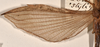 CollectionObject 1558938; 6105b0e8-f12f-4716-b106-0999b90f2af6: copyright OUMNH. female wings of Necroscia styligera (holotype). (CollectionObject).