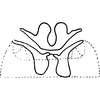 Abdomen, sternal apodemes, ventral view: !! display not done !! on Sobrala capreola Dworakowska, 1993: Abdomen, sternal apodemes, ventral view. (Observation).