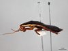 CollectionObject 1863286; ac314fae-736f-4a89-88db-a7cbd1bb38d0: (CollectionObject).