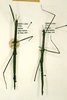 CollectionObject 1561032; acb243aa-64b1-494b-a0d0-690b1e4c4678: copyright RMNH, Leiden. females of synonym Phasma (Bacillus) longiscaphum (syntypes). (CollectionObject).