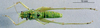 CollectionObject 1505291; 92ab8173-3bf8-4b34-b121-2aa2cc3eb2e0: male, dorsal view (holotype). (CollectionObject).
