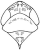 Head: !! display not done !! on Extrusanus extrusus (Van Duzee, 1893): head, dorsally. (Observation).