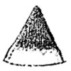 Methiola picta picta Sjöstedt, 1920: Fig. 2. female, prosternal process. (Otu).