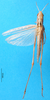 CollectionObject 1500276; b69ed655-7cc0-44f5-85d4-f7121f87b6e3: female, dorsal view (syntype of Syrbula leucocerca). (CollectionObject).