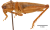 CollectionObject 1477623; ffbb23c7-dee5-4ea0-ba2b-6d9fe06574be, ANSP1116: male, lateral view (holotype). (CollectionObject).