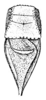 Roxelana crassicornis (Stål, 1874): Pl. 19, Fig. 10 (after type). male, pronotum and stridulatory area, dorsal view (Chlorophylla inca). (Otu).