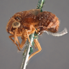 Habitus, lateral view: (Observation).