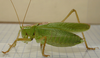 Tettigonia orientalis Uvarov, 1924: male. (Otu).