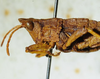 CollectionObject 1498704; 3bf993fa-f4d9-4590-a71f-ebb83badc3be: male head and pronotum, lateral view. (CollectionObject).