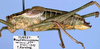 CollectionObject 1517434; cb806437-539e-4caf-98f3-e875c74eafab: male, lateral view (holotype). (CollectionObject).