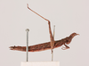 CollectionObject 2052025; bd80f90c-86d6-4a1e-bc5b-764631fbbf34, NHMUK015982251: female, lateral view (paratype). (CollectionObject).