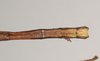 CollectionObject 1563706; 695e8e05-fbfe-44c1-bfcb-349333f54181: copyright Natural History Museum, London. (CollectionObject).