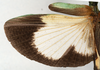 CollectionObject 1558268; f3dad98e-bffc-419f-b891-eed915efa757: copyright MIZ, Warsaw. male, wing exposed (syntype). (CollectionObject).;CollectionObject 1558269; b4cef16c-4cb8-45c5-b455-7adc37dbc9d4: copyright MIZ, Warsaw. male, wing exposed (syntype). (CollectionObject).