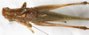 CollectionObject 1505642; NMW 12723, 062d6ad8-65a7-4473-8b7f-c8c66eeeed27: male, dorsal view (syntype). (CollectionObject).