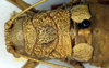 CollectionObject 1565153; a9277118-9d62-4c68-832d-7037d87c575a: female pronotum, dorsal view (syntype). (CollectionObject).