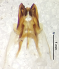 CollectionObject 1523746; 7b3cdb95-23d3-442c-af9d-6fe7c04ba3c7: male genitalia, ventral view (holotype). (CollectionObject).