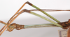 CollectionObject 1563069; c3666a36-78e0-441a-8c61-a24ccf583f64: copyright ZSMC. male: head and thorax, lateral view (holotype). (CollectionObject).