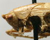 CollectionObject 1535004; 3d082103-7375-45e8-b488-de77fffbd8e9: male head and pronotum, lateral view (paralectotype). (CollectionObject).