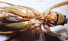 CollectionObject 1532849; 7d5bb87b-59a9-44f8-a8c6-f10f00559889: male, ventral view (lectotype). (CollectionObject).