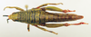 CollectionObject 1571020; a29c1a19-2f8f-4c35-ae9a-3b75165f0242: female, dorsal view (paratype). (CollectionObject).