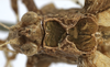 CollectionObject 1539799; 06d10633-24b9-4b22-95b2-13e7711f824e: female pronotum dorsal (holotype) - http://coldb.mnhn.fr/catalognumber/mnhn/eo/ensif802. (CollectionObject).