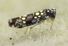 Live specimen: !! display not done !! on Trypanalebra maculata (Baker, 1903): (Observation).